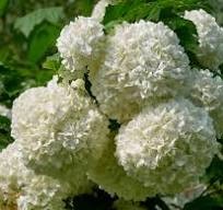 witte bloemen witte bloemen