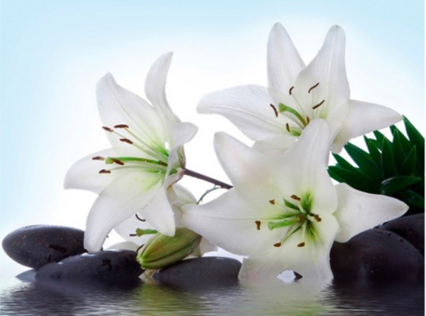 witte lelies witte lelies