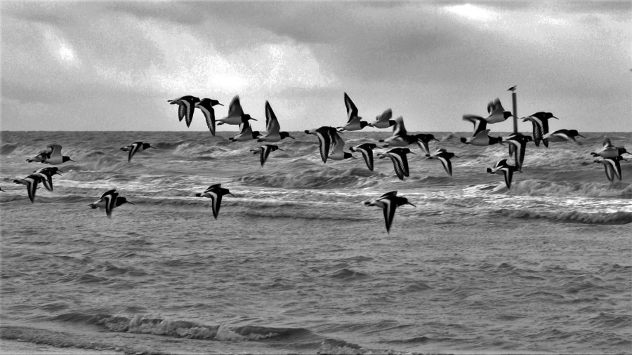 juist formaat (2) juist formaat (2)