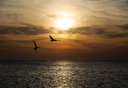 24910687-heldere-zonsondergang-panorama-met-vliegende-vogels-onder-het-zeeoppervlak 24910687-heldere-zonsondergang-panorama-met-vliegende-vogels-onder-het-zeeoppervlak