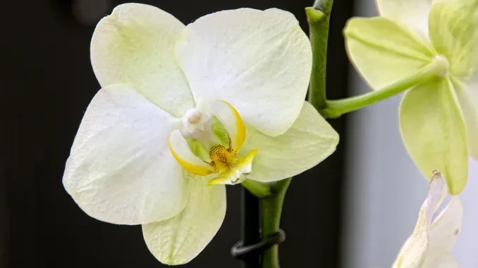 IGP0806-Phalaenopsis-orchidee IGP0806-Phalaenopsis-orchidee