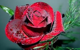 bloemen rouwprentjes (5)